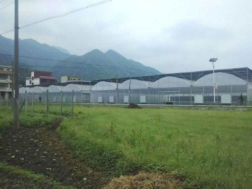 冷水江连栋育苗温室