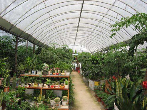 单栋绿植温室